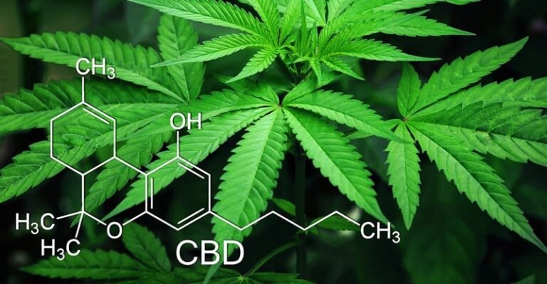 Why Some Family Objects are Simply Higher with CBD