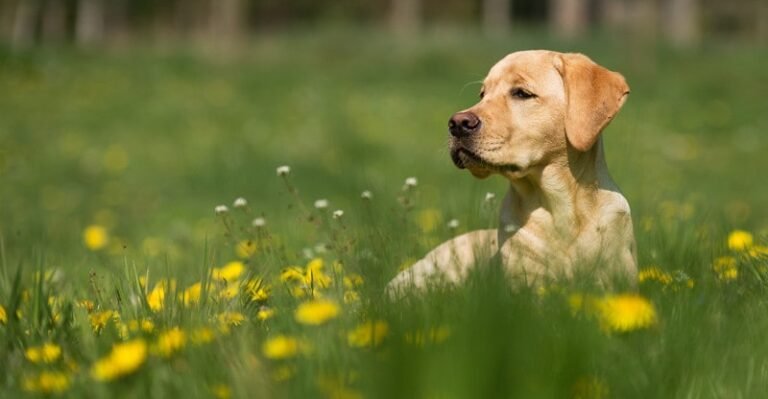 How one can Select the Proper Meals for Your Epileptic Canine