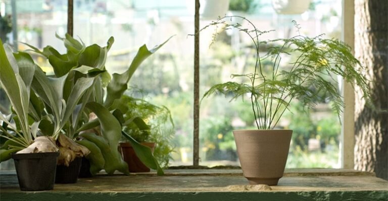 Tips on how to Preserve Your Houseplants Alive for a Lengthy Time