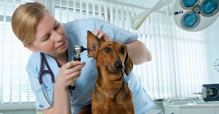 Primary Well being & Care Tricks to Assist Your Pet Dwell Longer