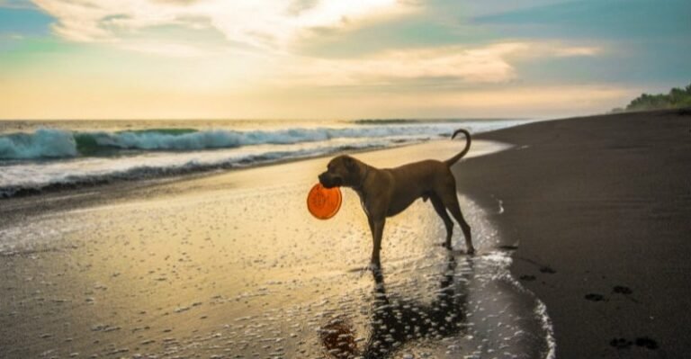 Distinctive Vacation Reward Concepts For Your Pets