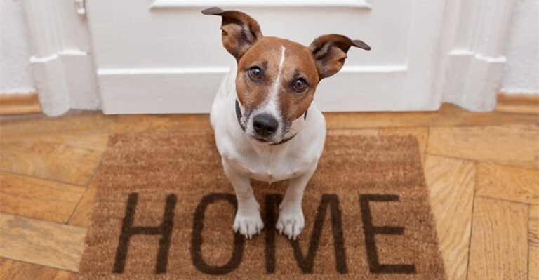 How To Make Positive Your Pets Are Taken Care Of At House